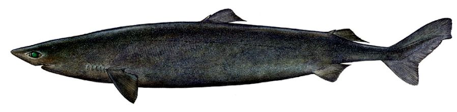 Zameus squamulosus_01.jpg